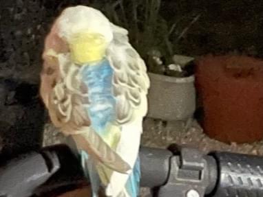 目撃された鳥 目撃された鳥