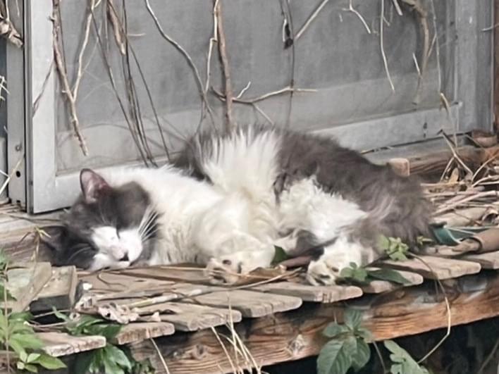 目撃された猫