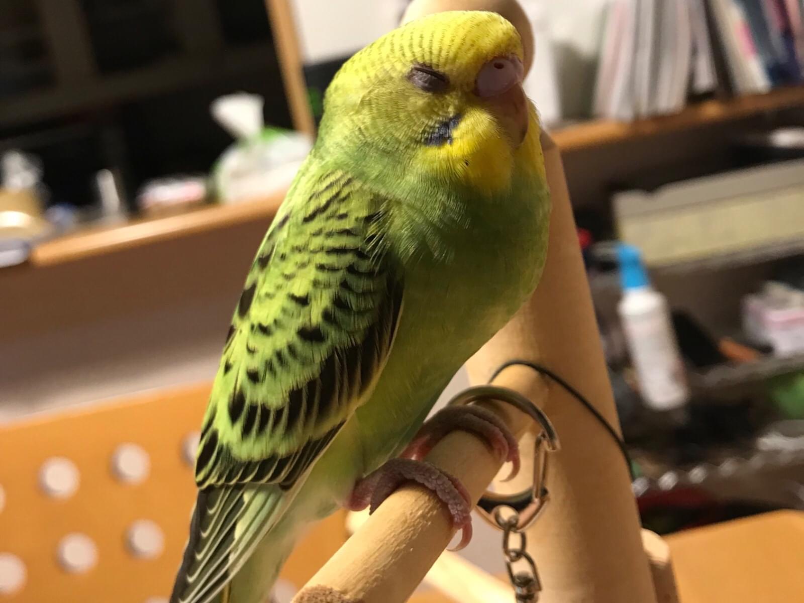 グリちゃん グリちゃん