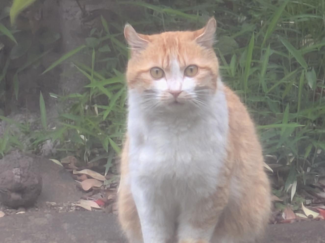 目撃された猫