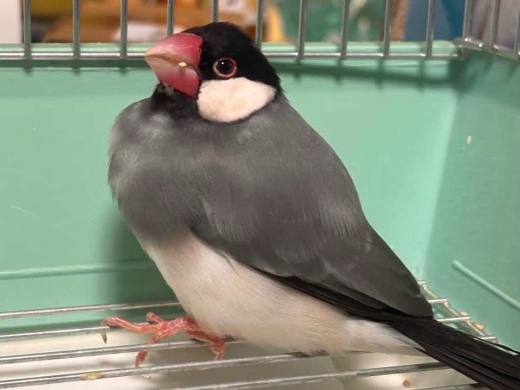 保護された鳥 保護された鳥