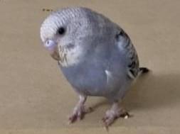 そらちゃん そらちゃん