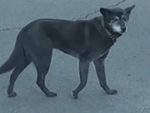 黒い犬