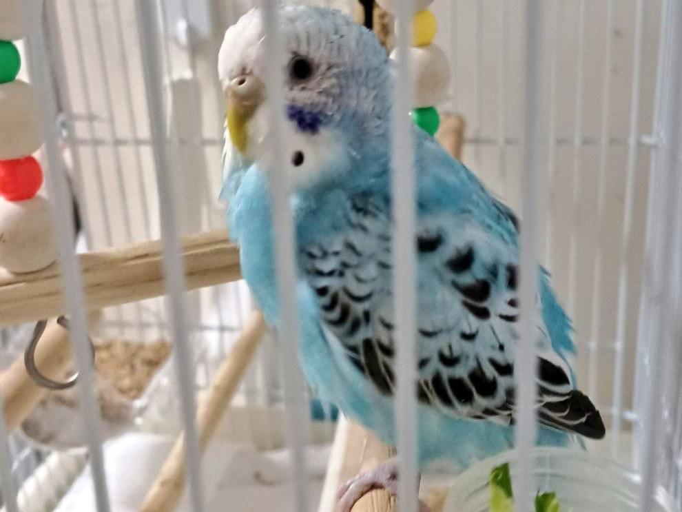 すいちゃん すいちゃん