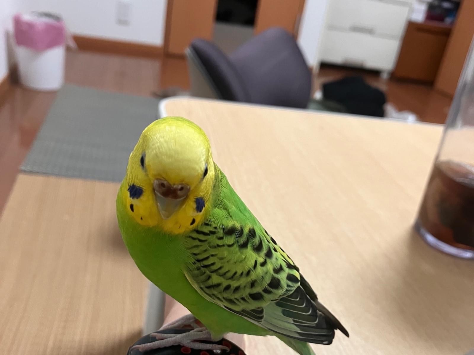 保護された鳥 保護された鳥
