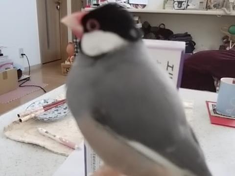 ブンちゃん