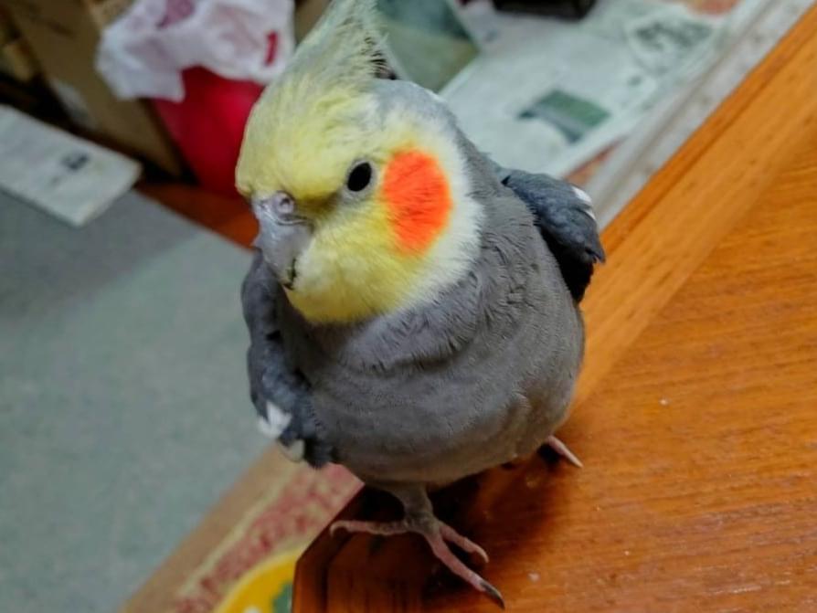 はーちゃん はーちゃん