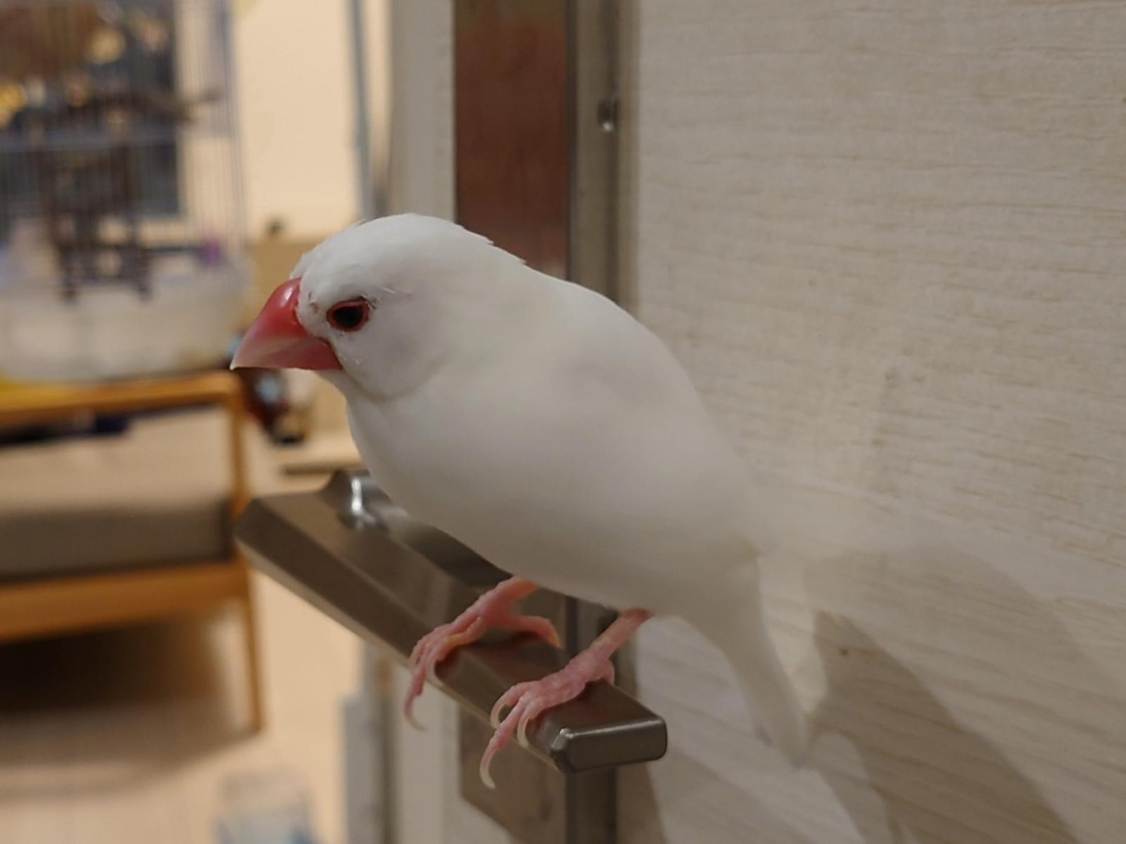ゆきのじょうちゃん ゆきのじょうちゃん