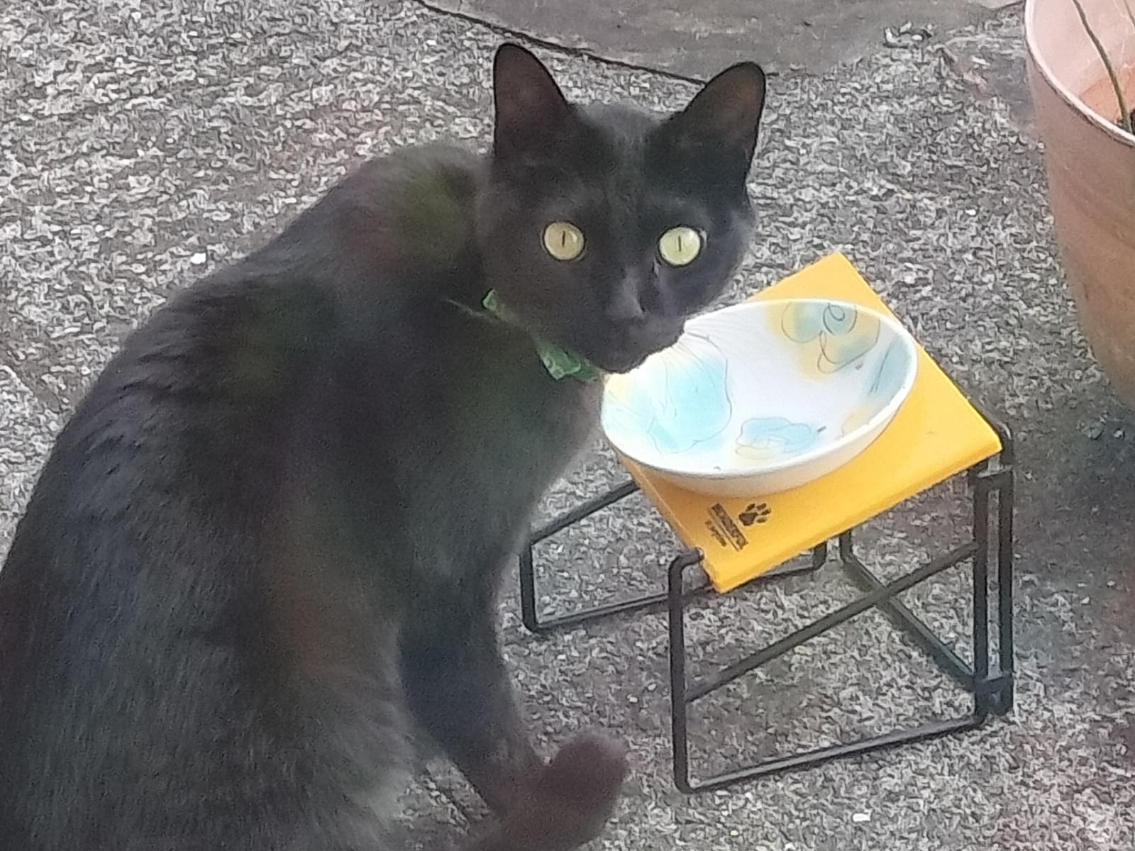 目撃された猫 目撃された猫