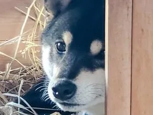 黒柴を探してます。