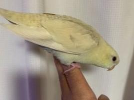迷子になった鳥 迷子になった鳥
