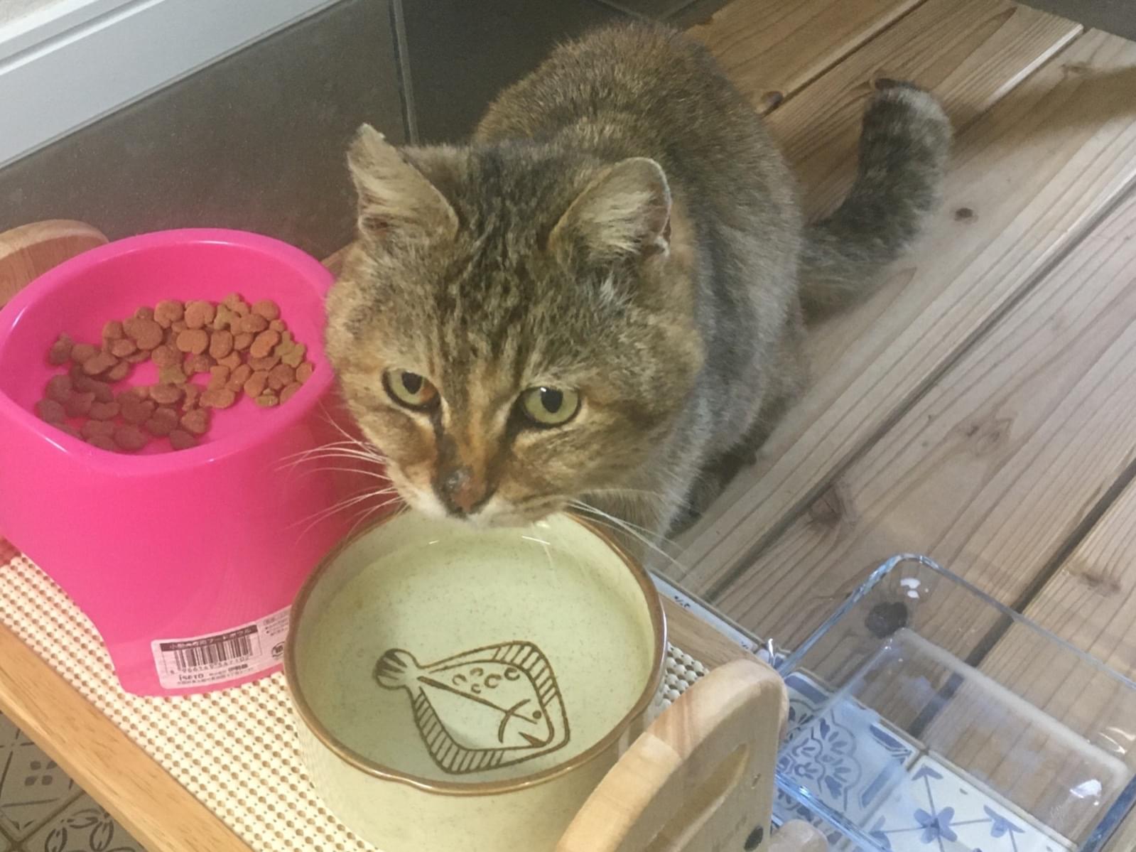 保護された猫 保護された猫