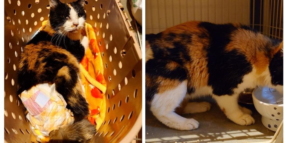 紙オムツをした三毛猫を保護しました