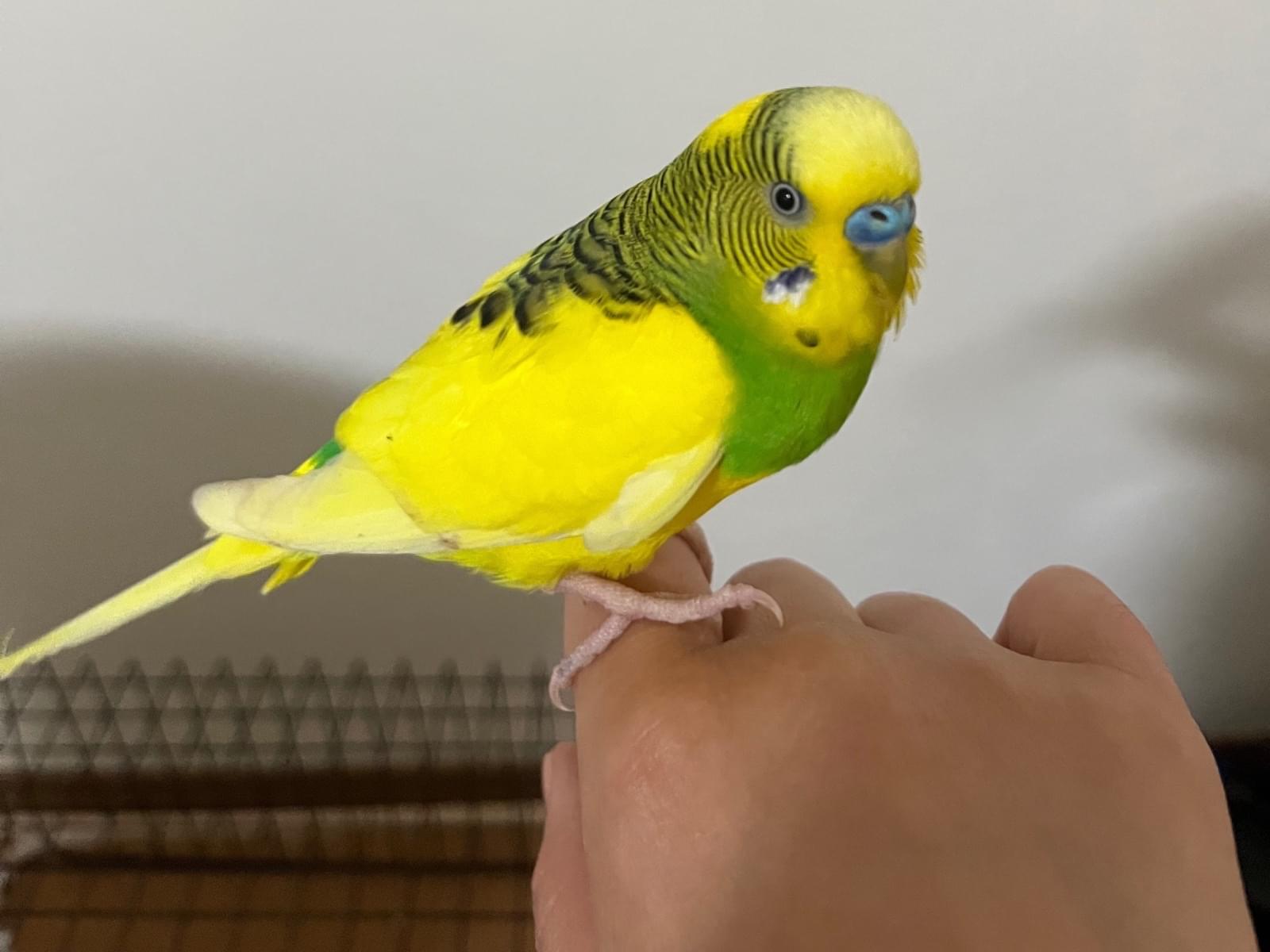 保護された鳥 保護された鳥
