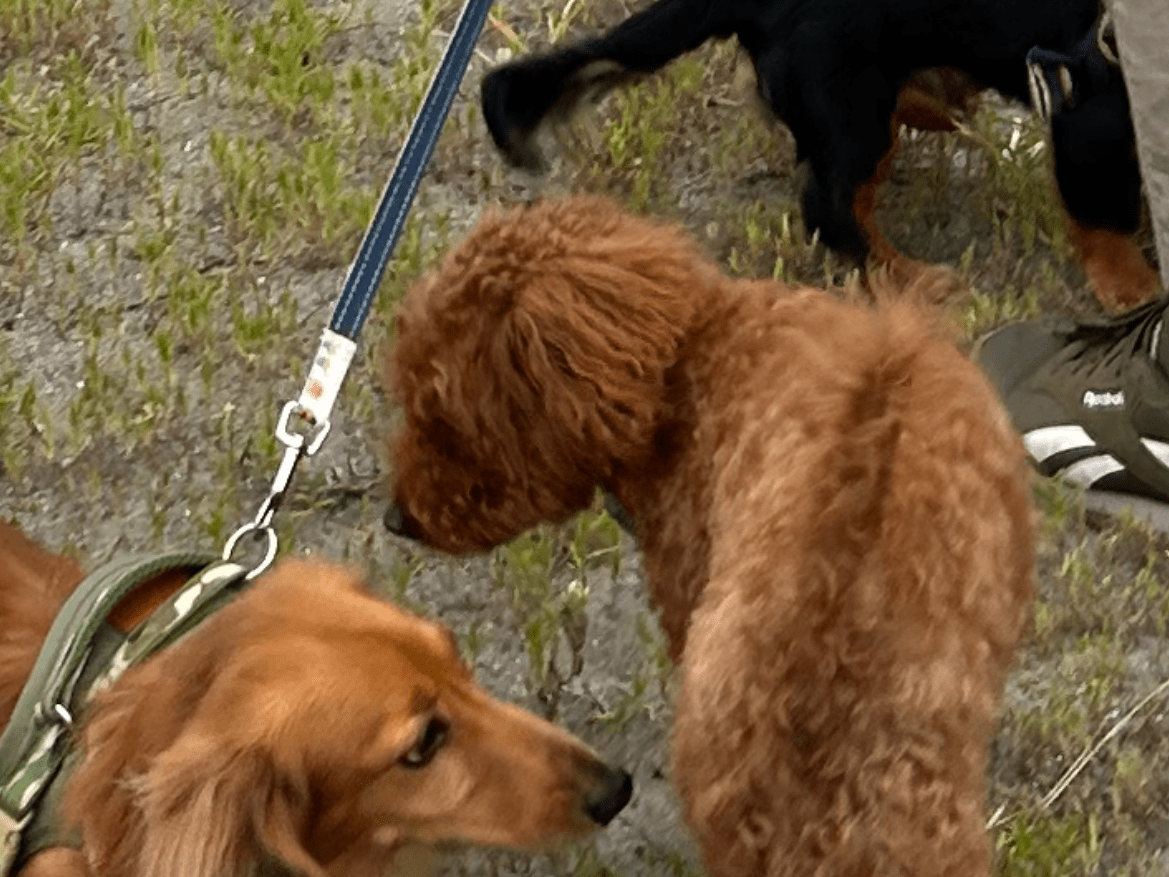 目撃された犬 目撃された犬