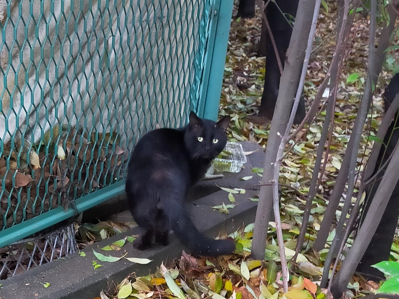 目撃された猫 目撃された猫