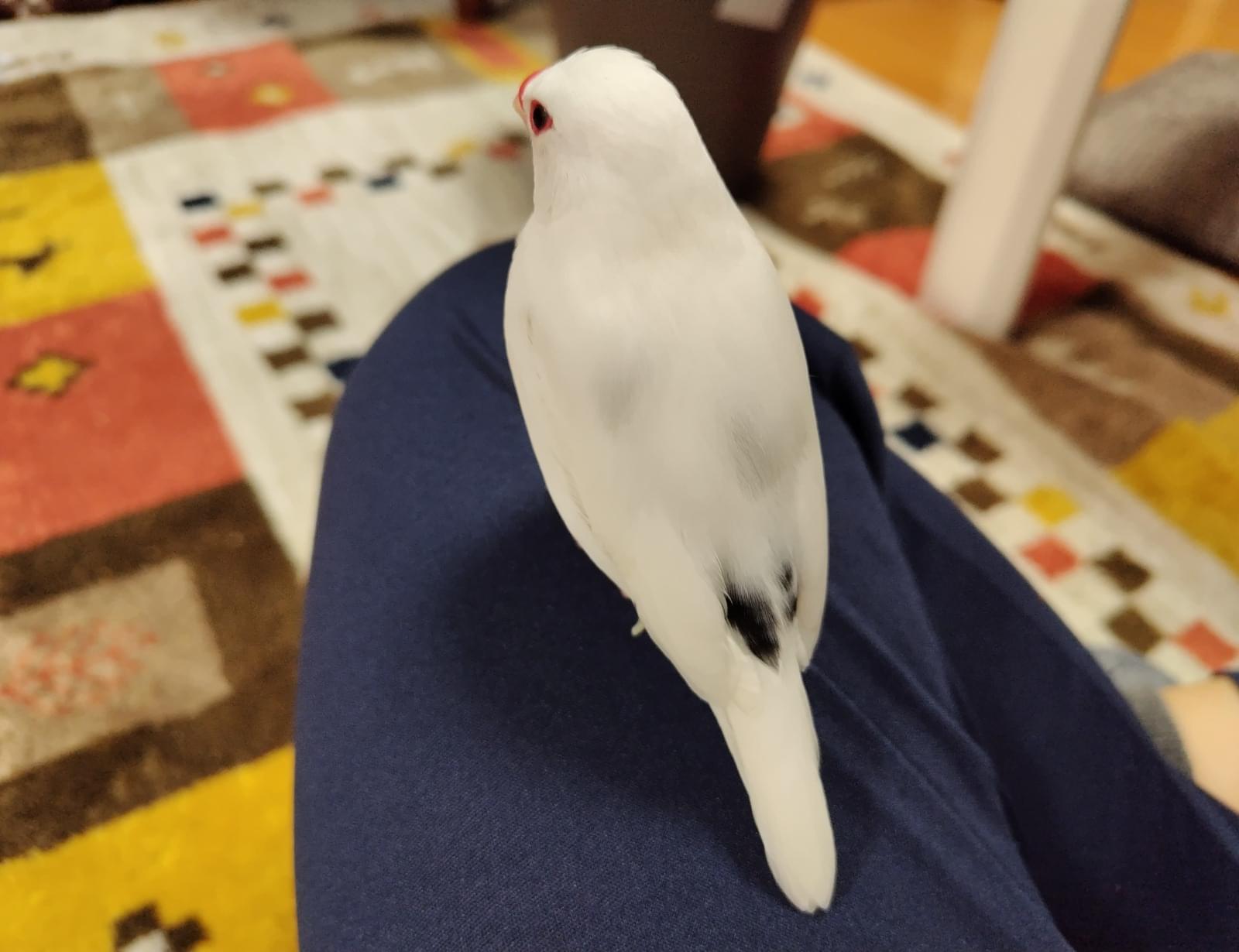 白文鳥を保護しました