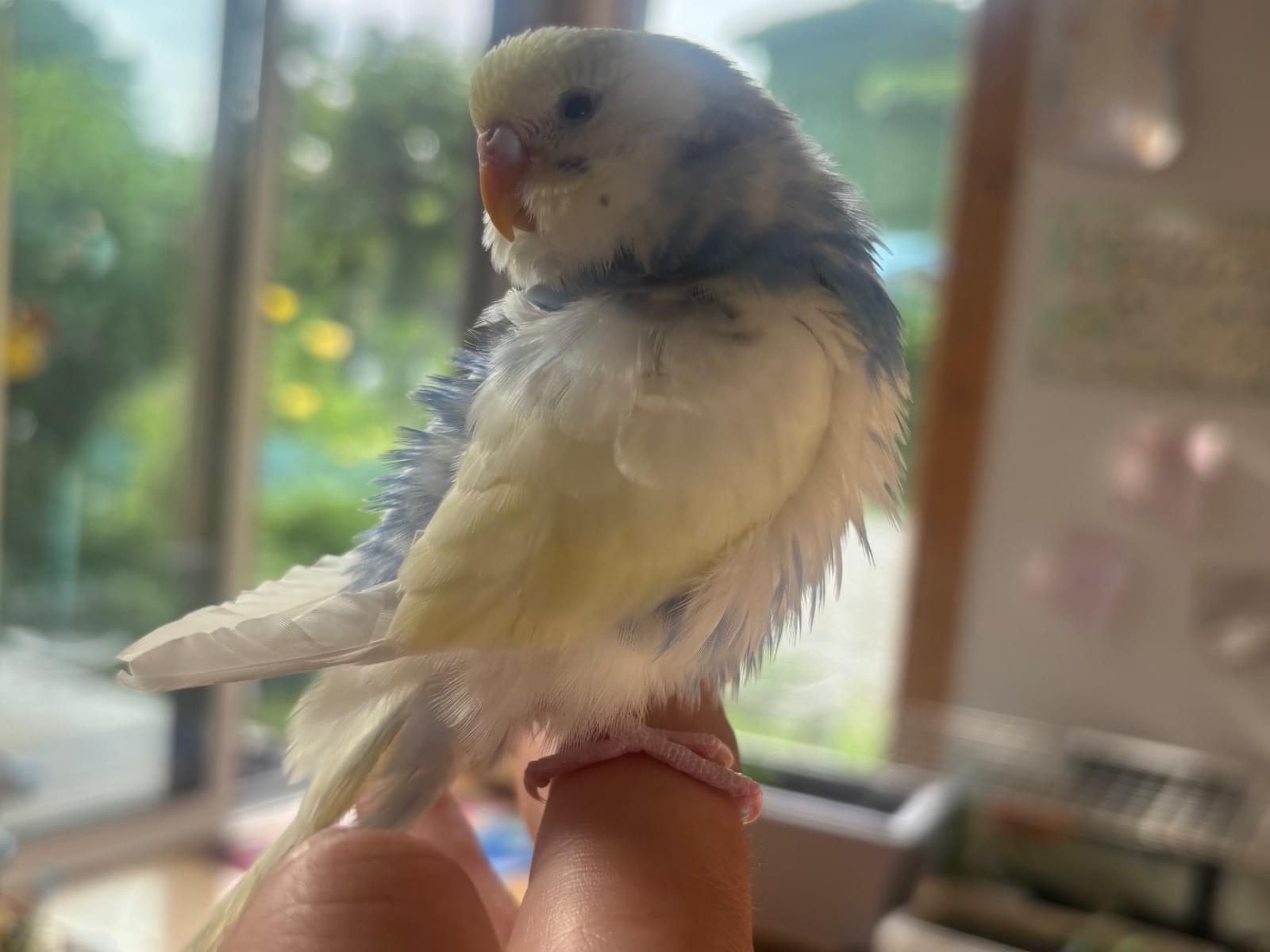 よしこちゃん よしこちゃん