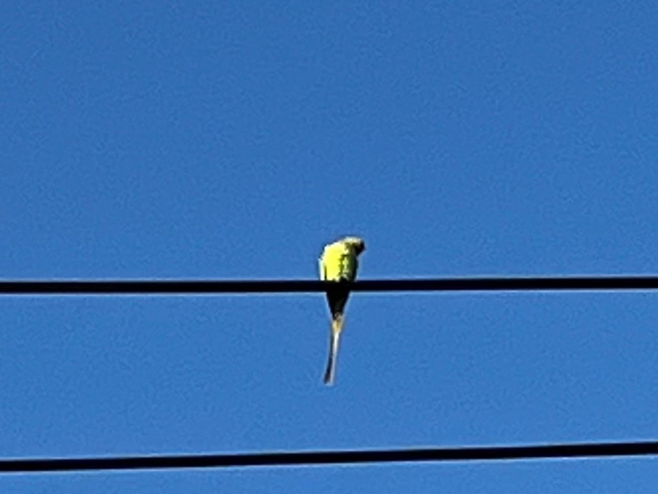 目撃された鳥 目撃された鳥