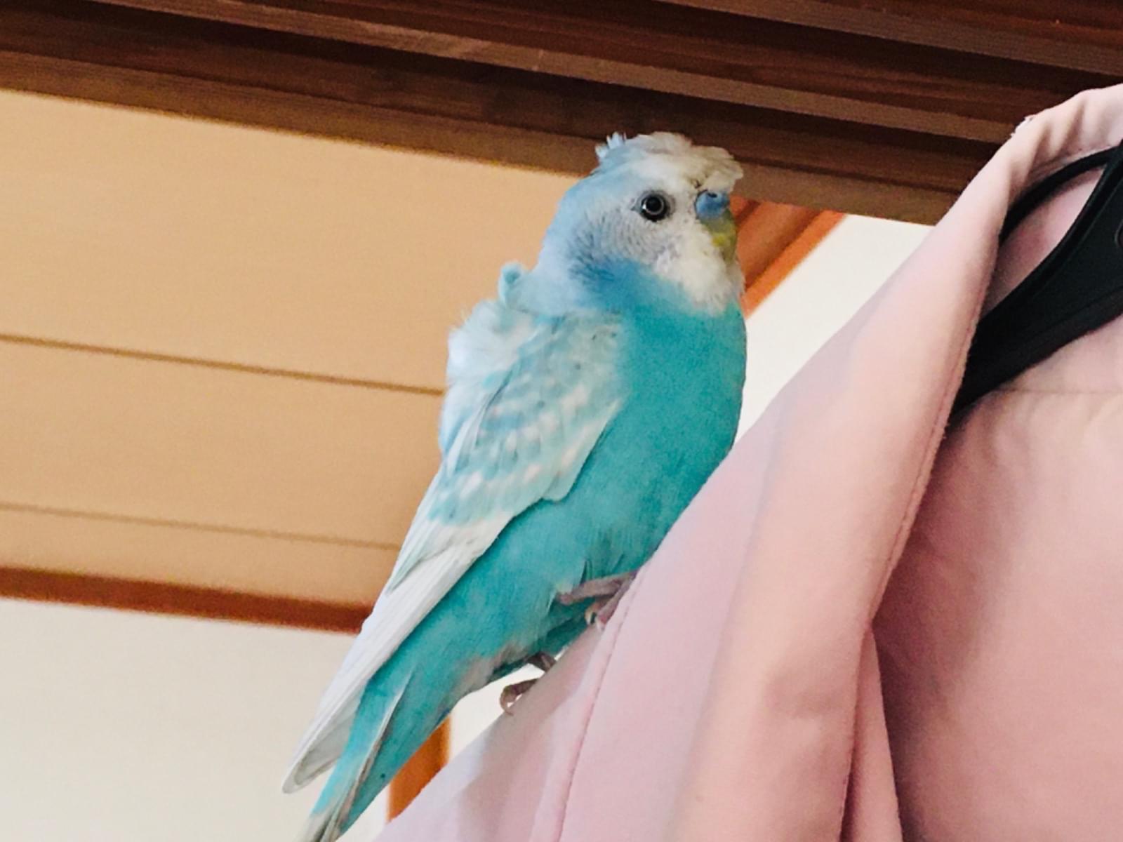 ラブリーちゃん ラブリーちゃん