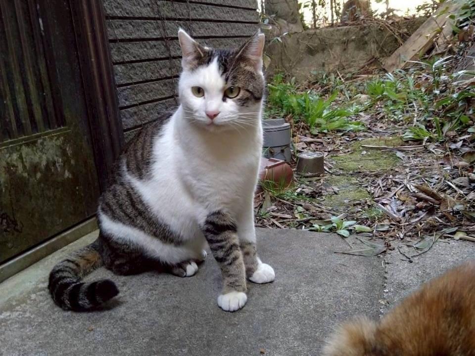 クッキーちゃん