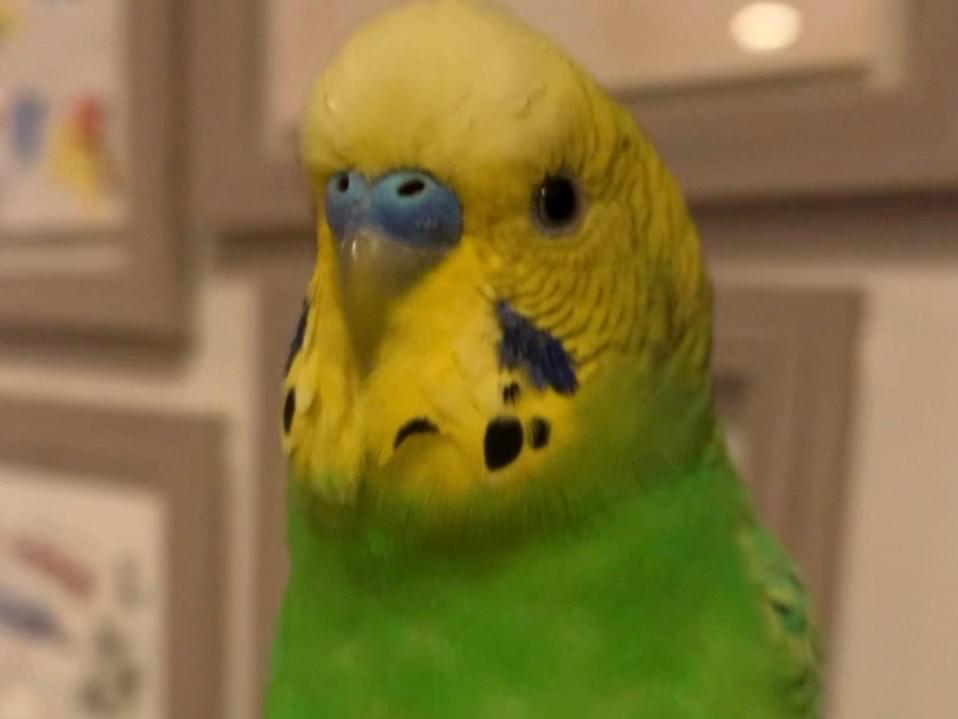 きいちゃん きいちゃん