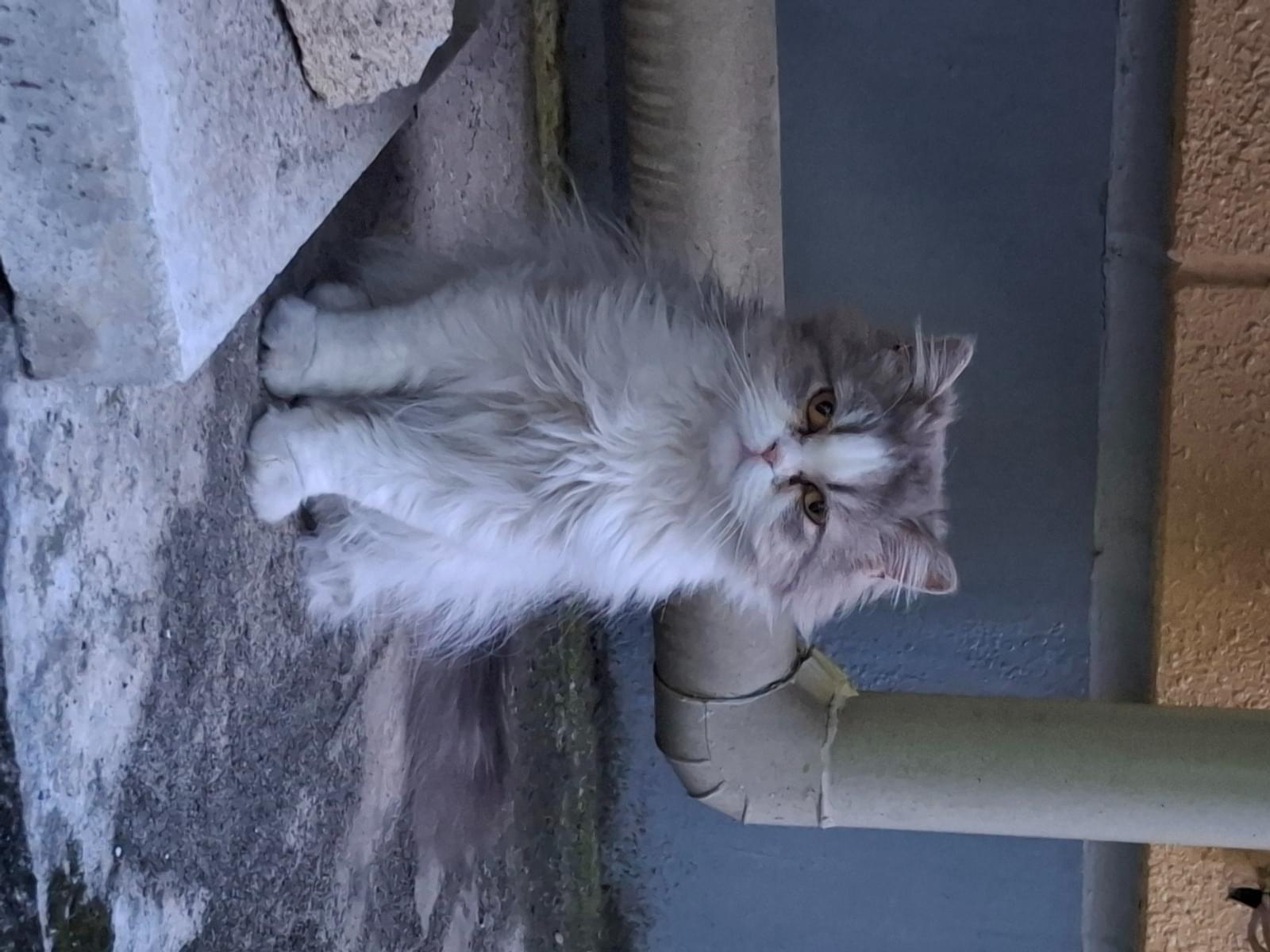 目撃された猫 目撃された猫