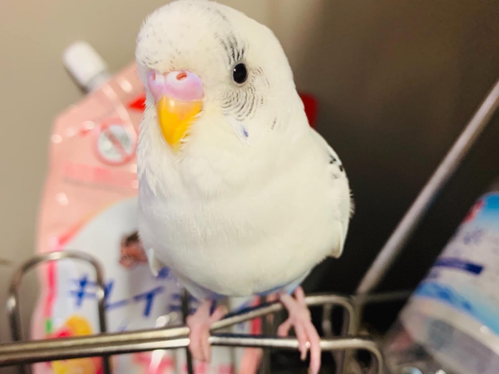 ぴい太ちゃん ぴい太ちゃん