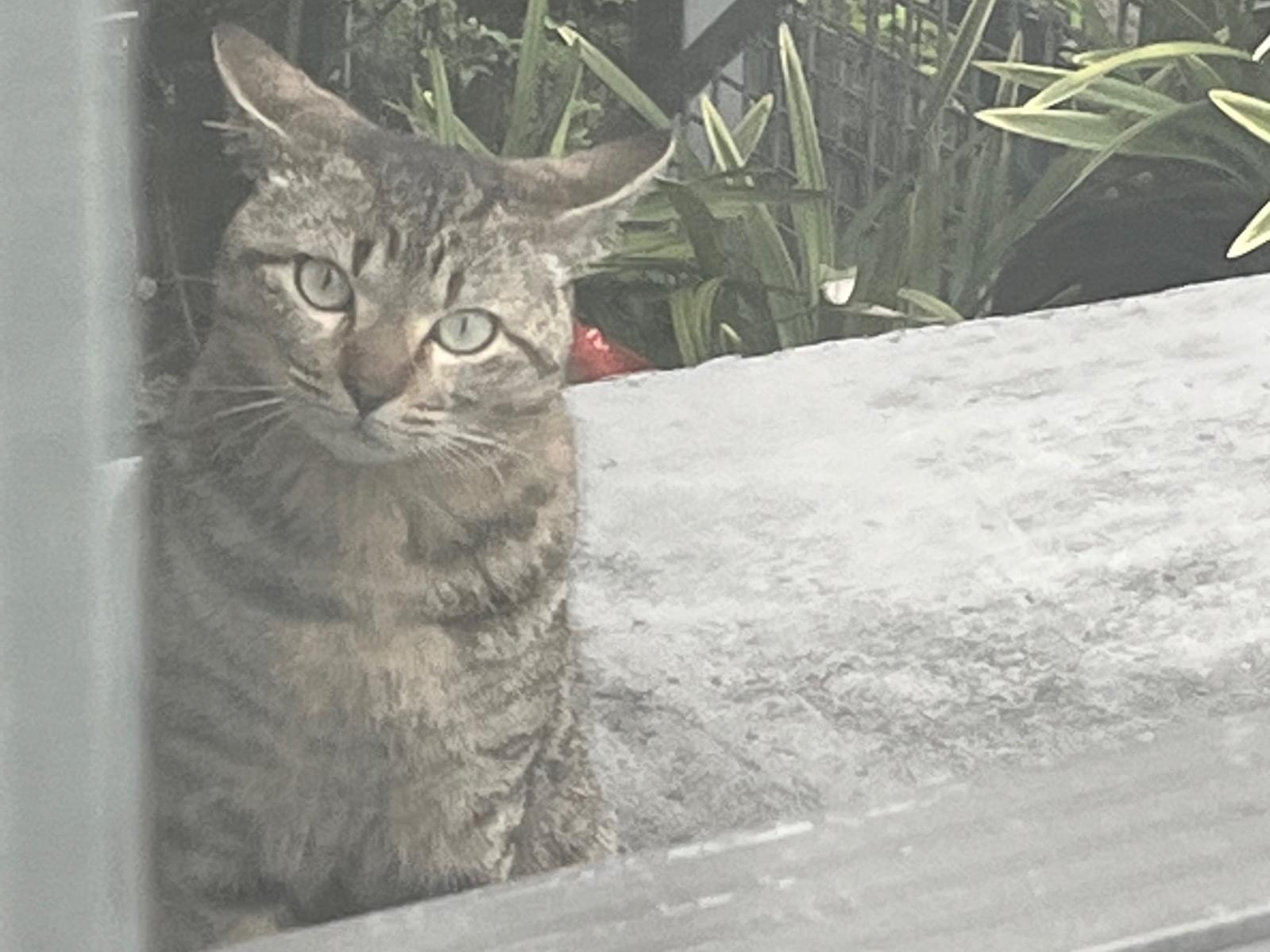 目撃された猫 目撃された猫