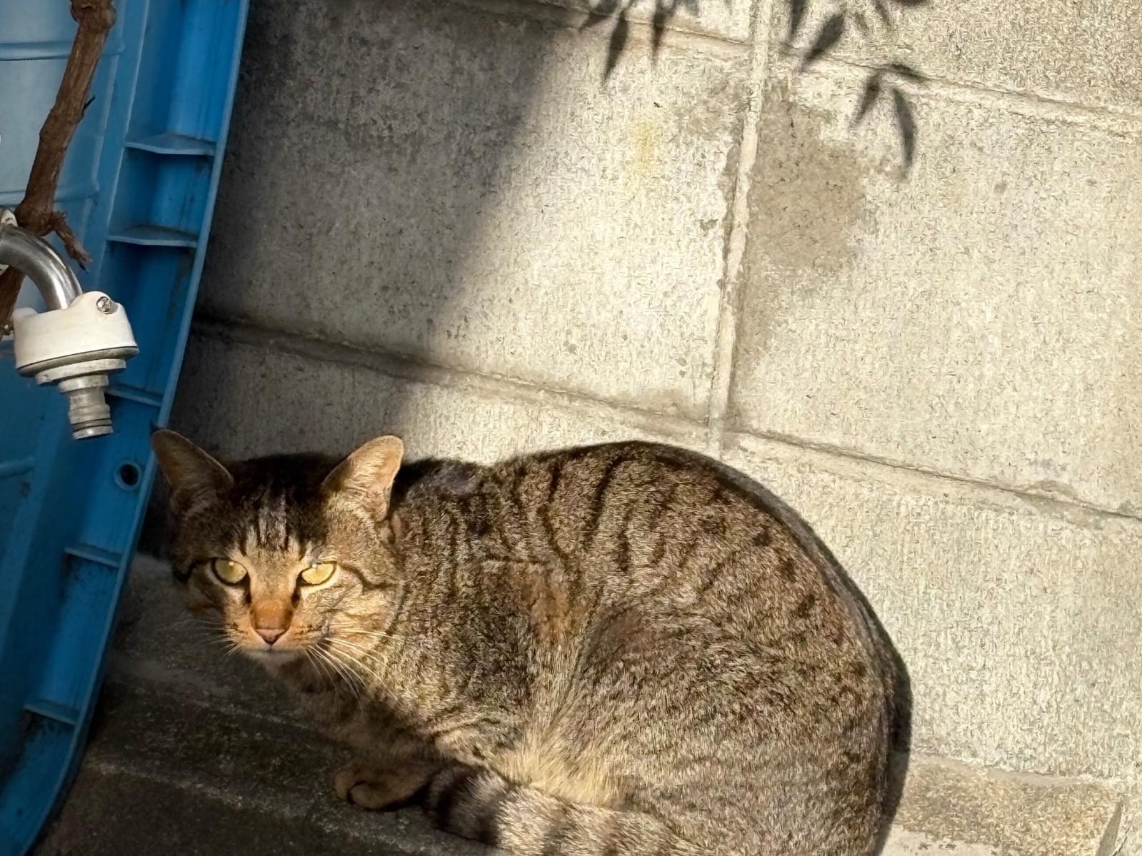 目撃された猫 目撃された猫