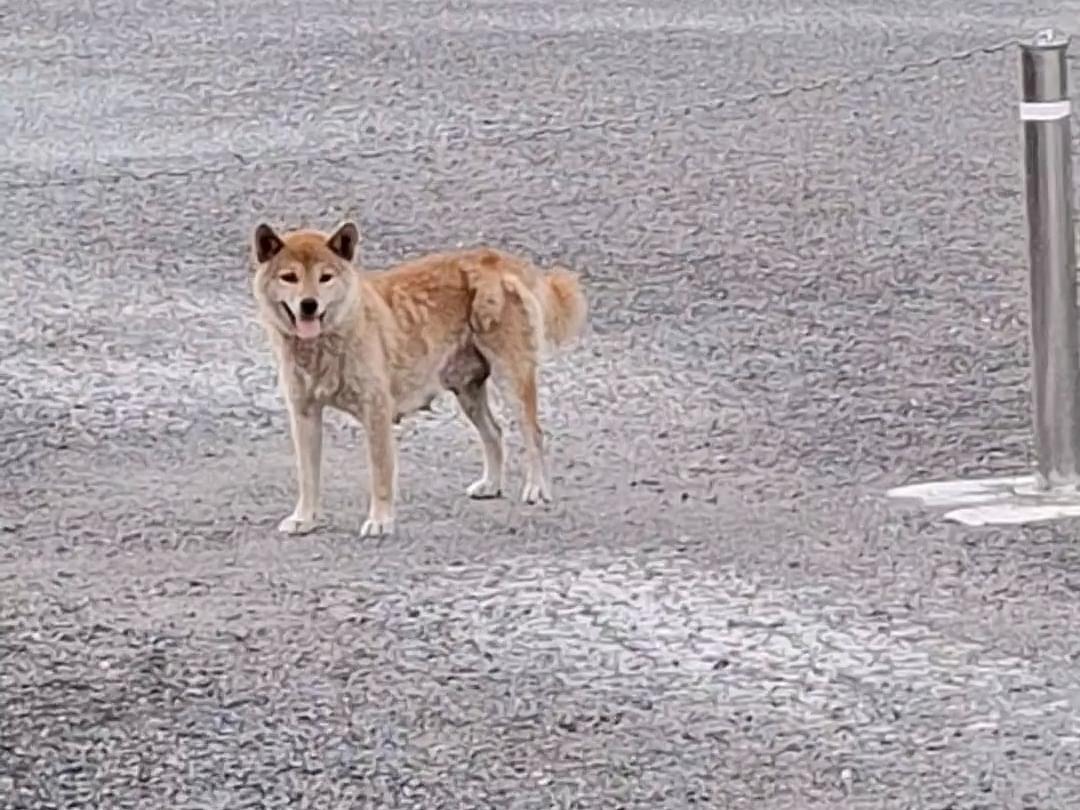 目撃された犬 目撃された犬