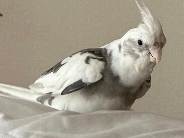 ギンちゃん ギンちゃん