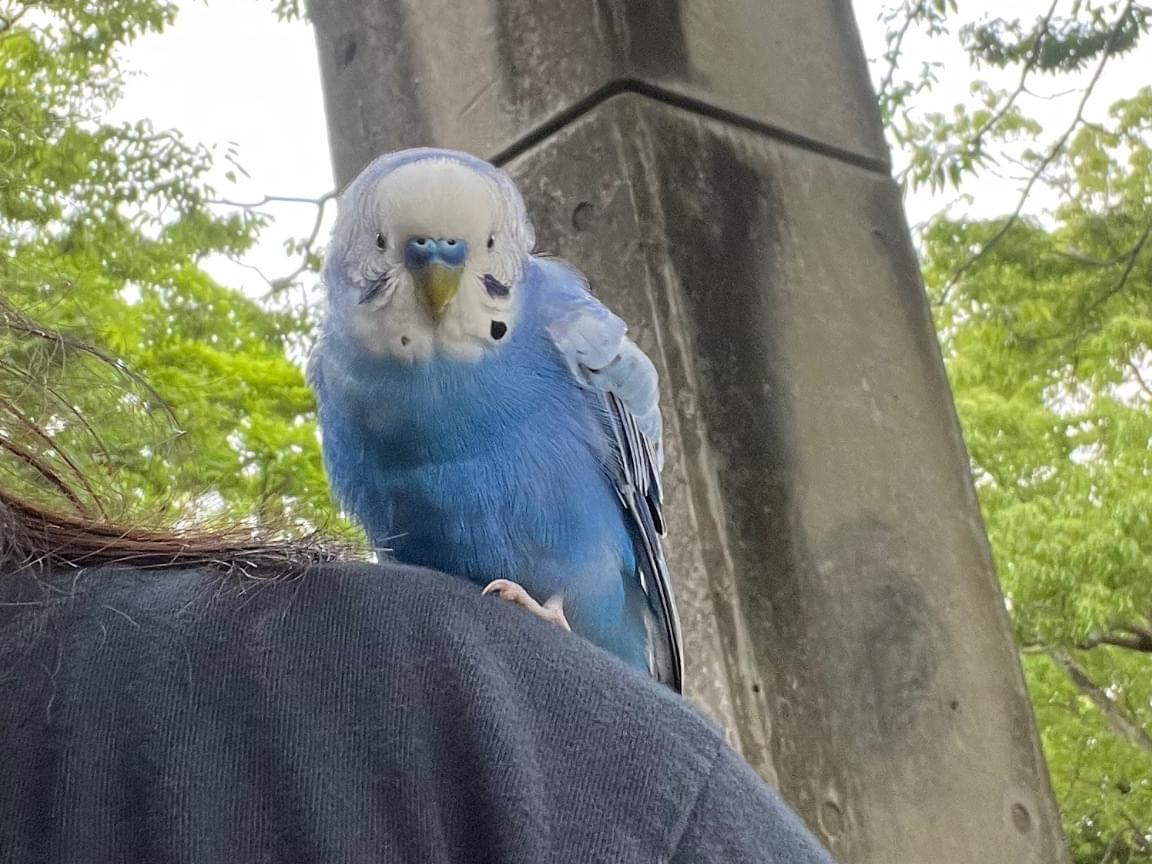 保護された鳥 保護された鳥