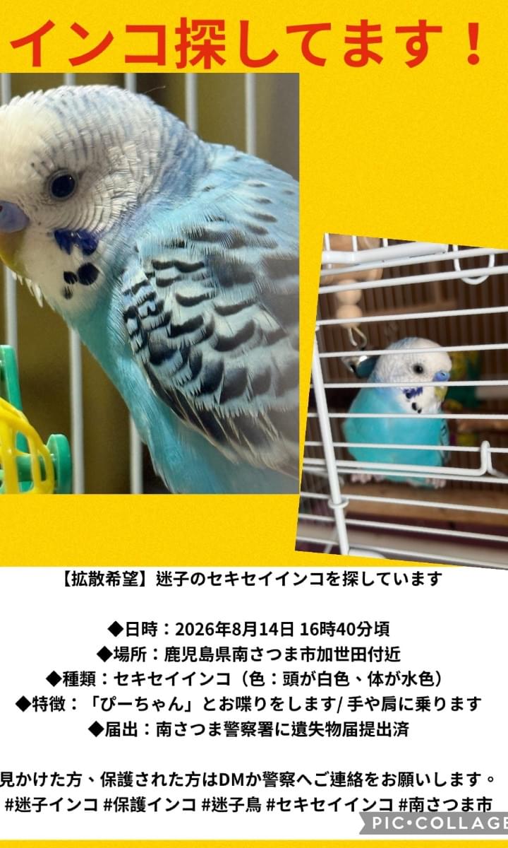インコ様ご確認用ページ！ セキセイインコのぴーちゃん