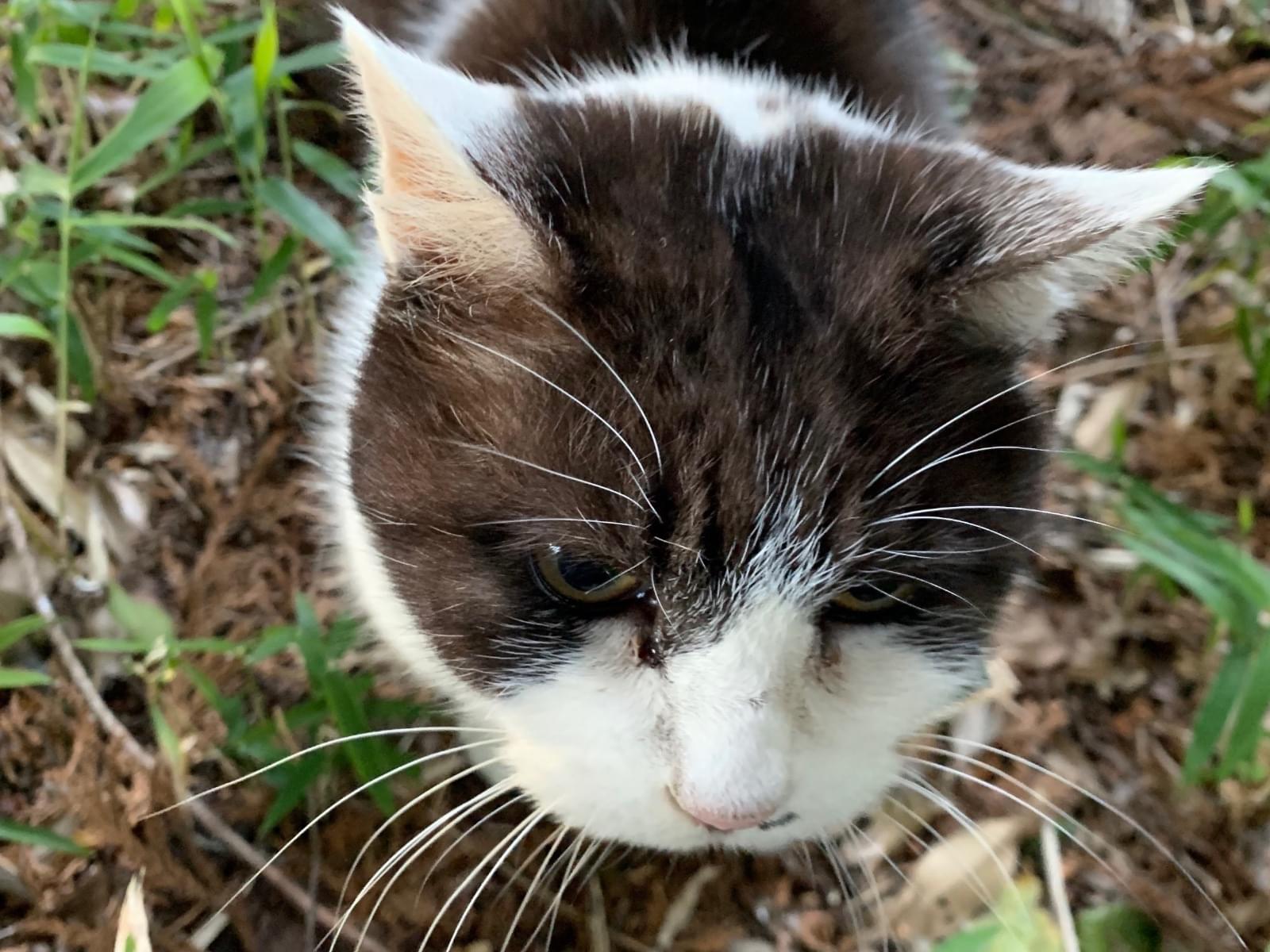 目撃された猫 目撃された猫