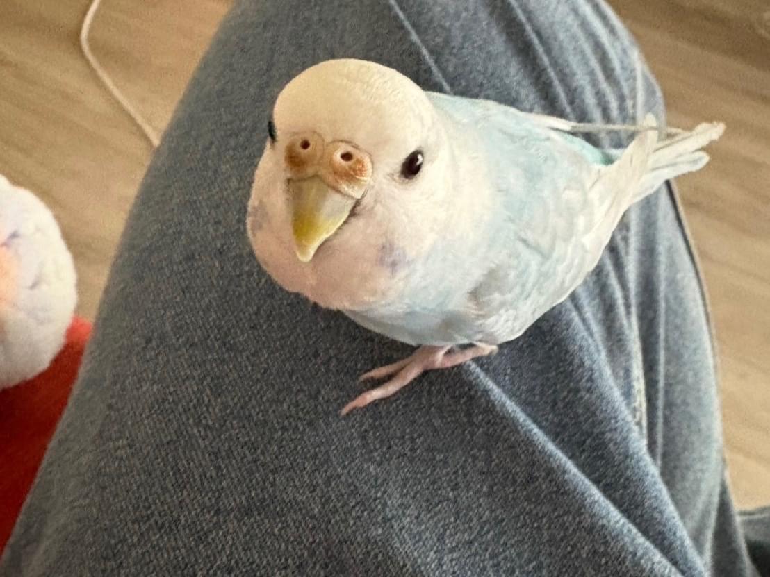 おーちゃん