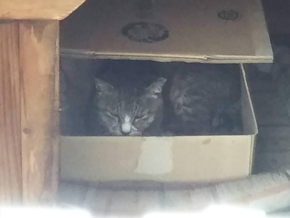 目撃された猫 目撃された猫
