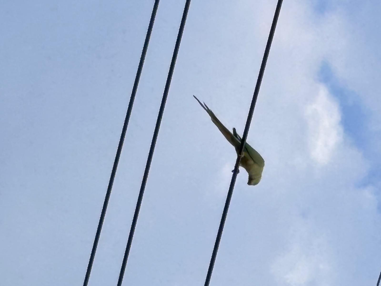 目撃された鳥 目撃された鳥