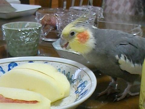げんちゃん げんちゃん