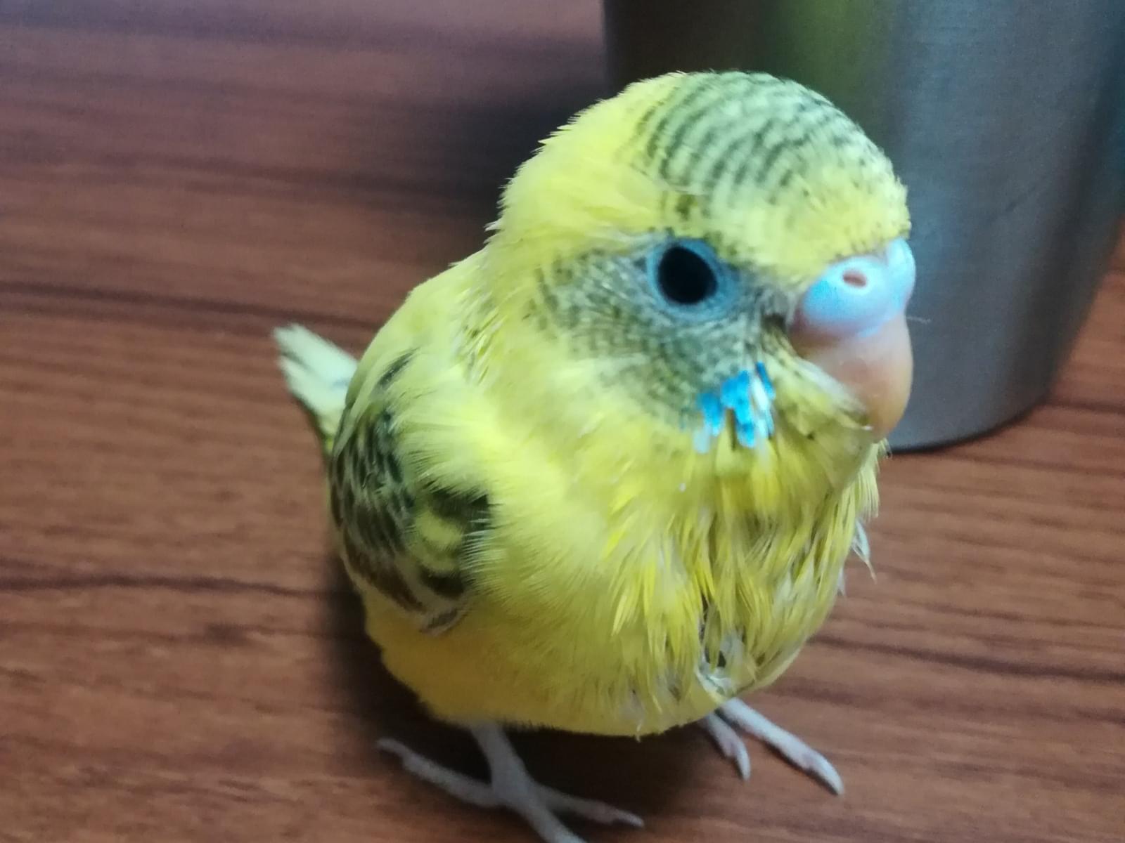ぷぷちゃん ぷぷちゃん