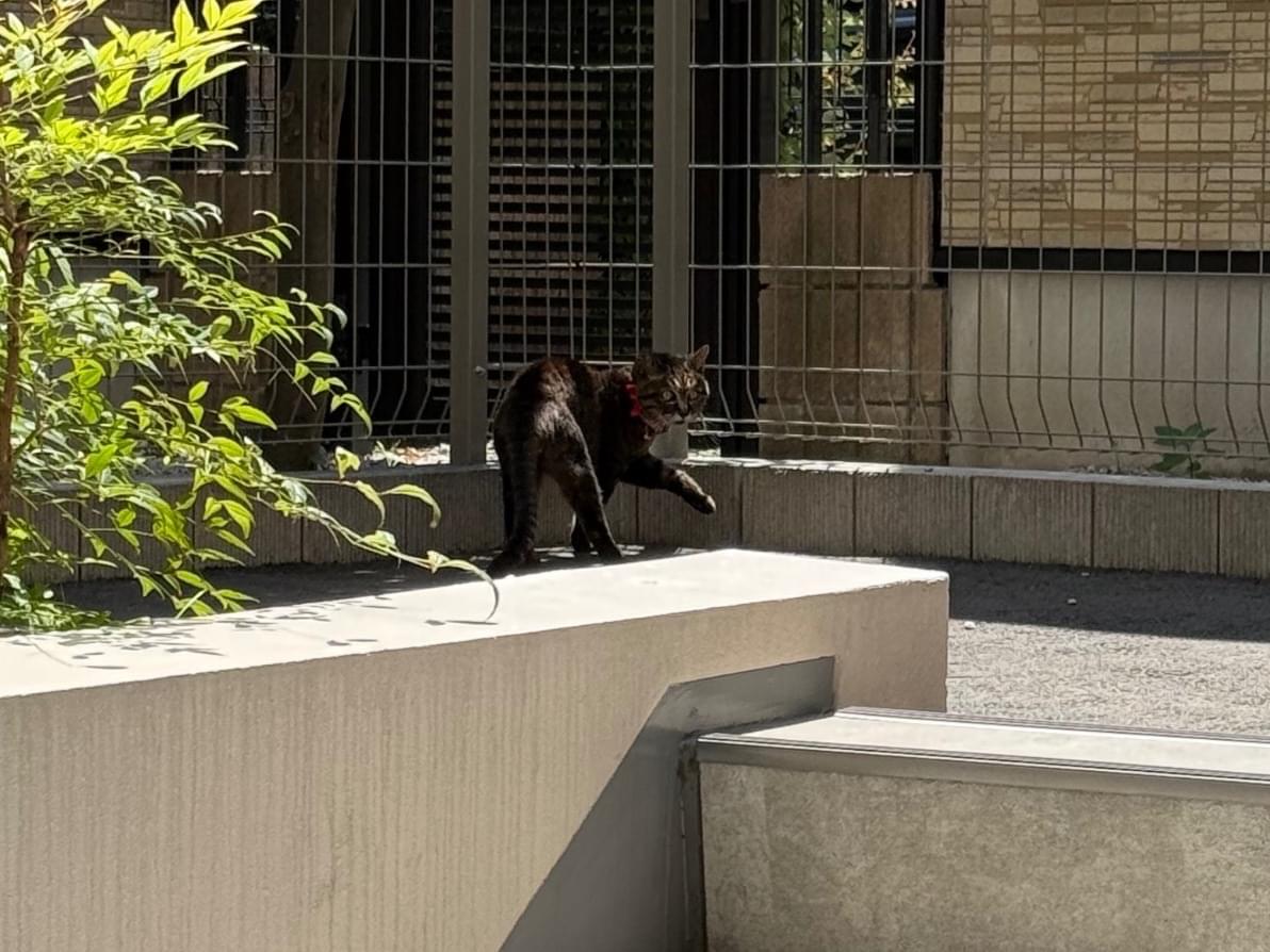 目撃された猫 目撃された猫