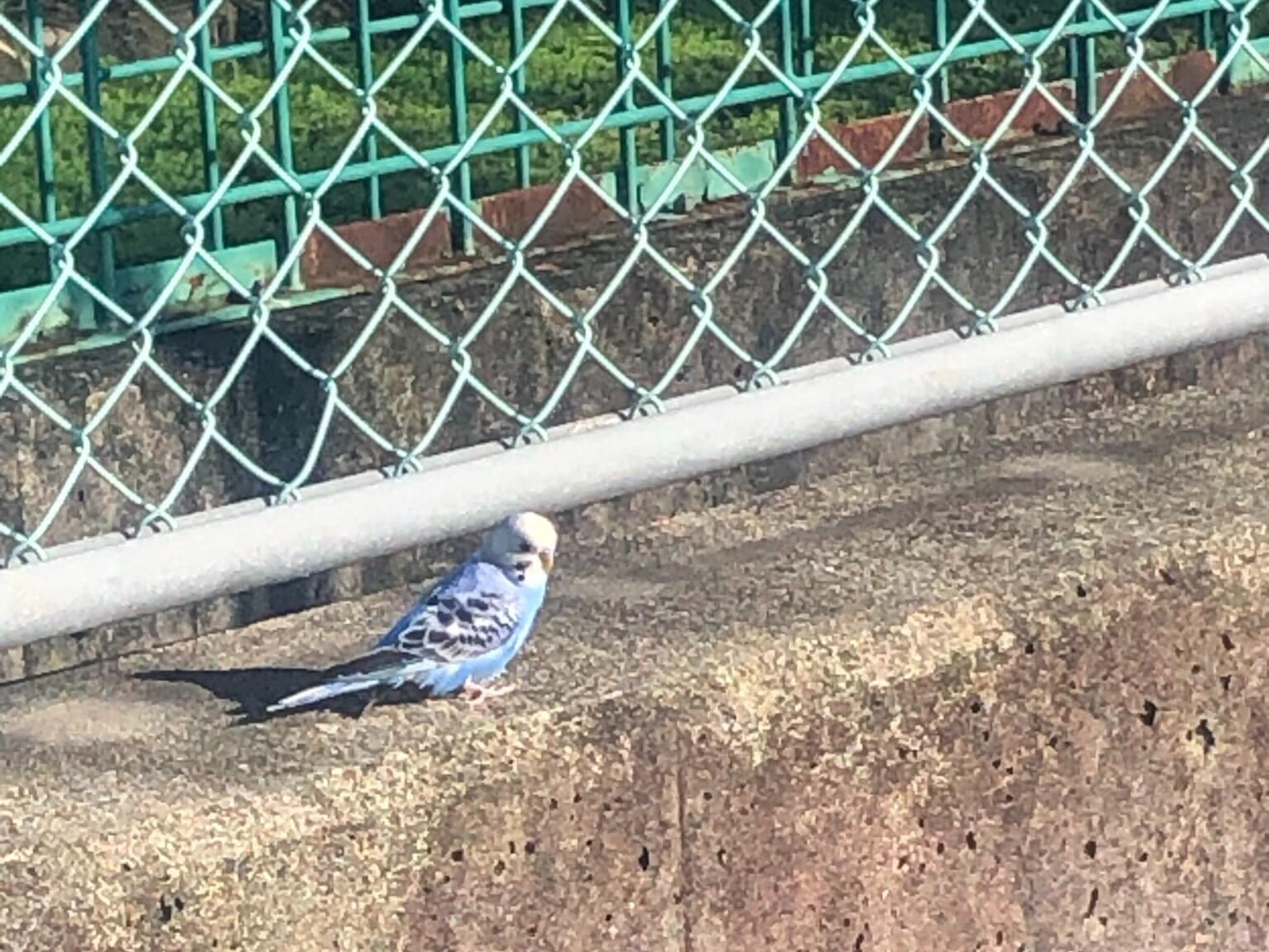 目撃された鳥 目撃された鳥
