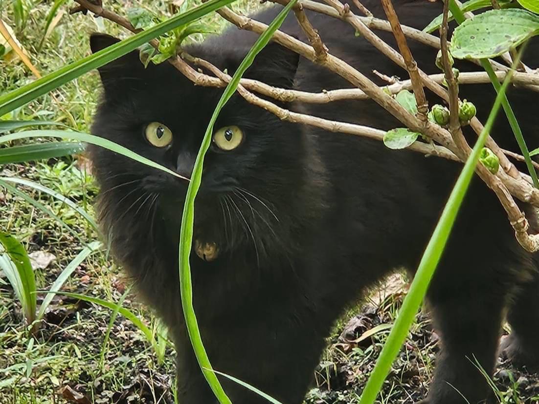 目撃された猫 目撃された猫