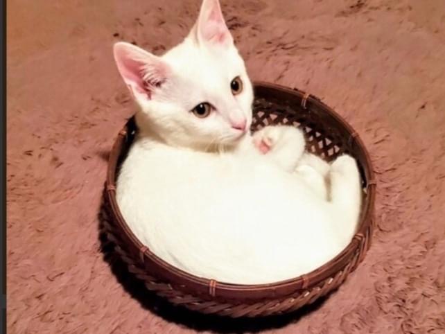 保護された猫 保護された猫