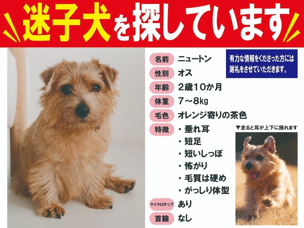 ニュートンちゃん