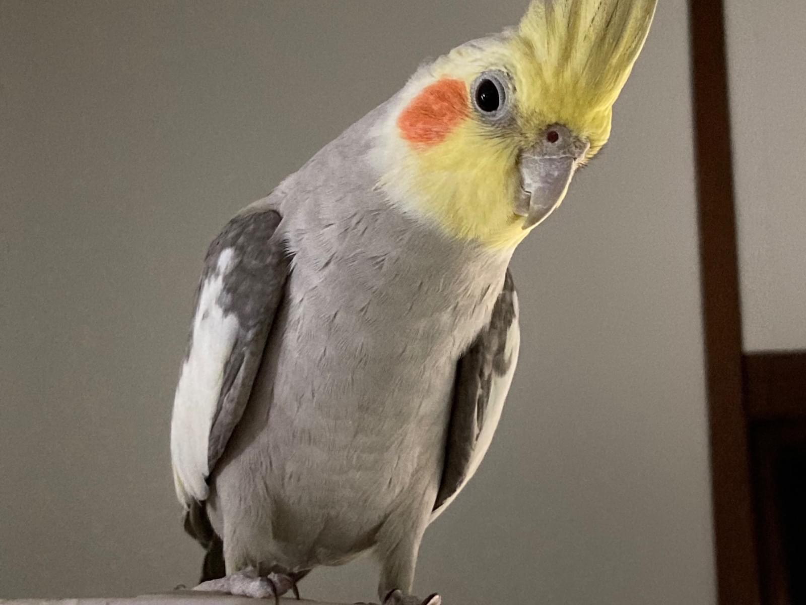 オトちゃん オトちゃん
