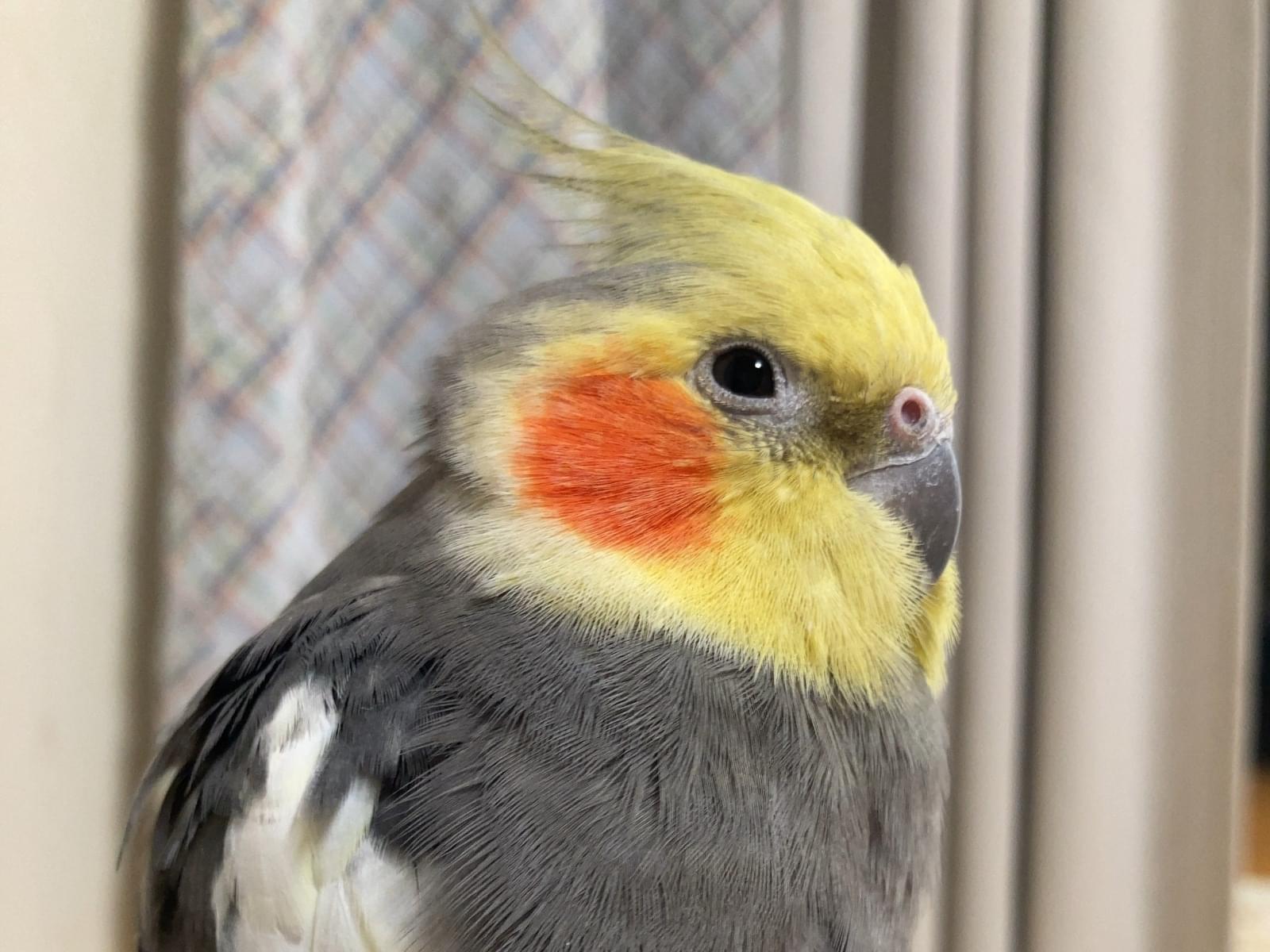 プラハちゃん プラハちゃん