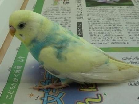 保護された鳥 保護された鳥