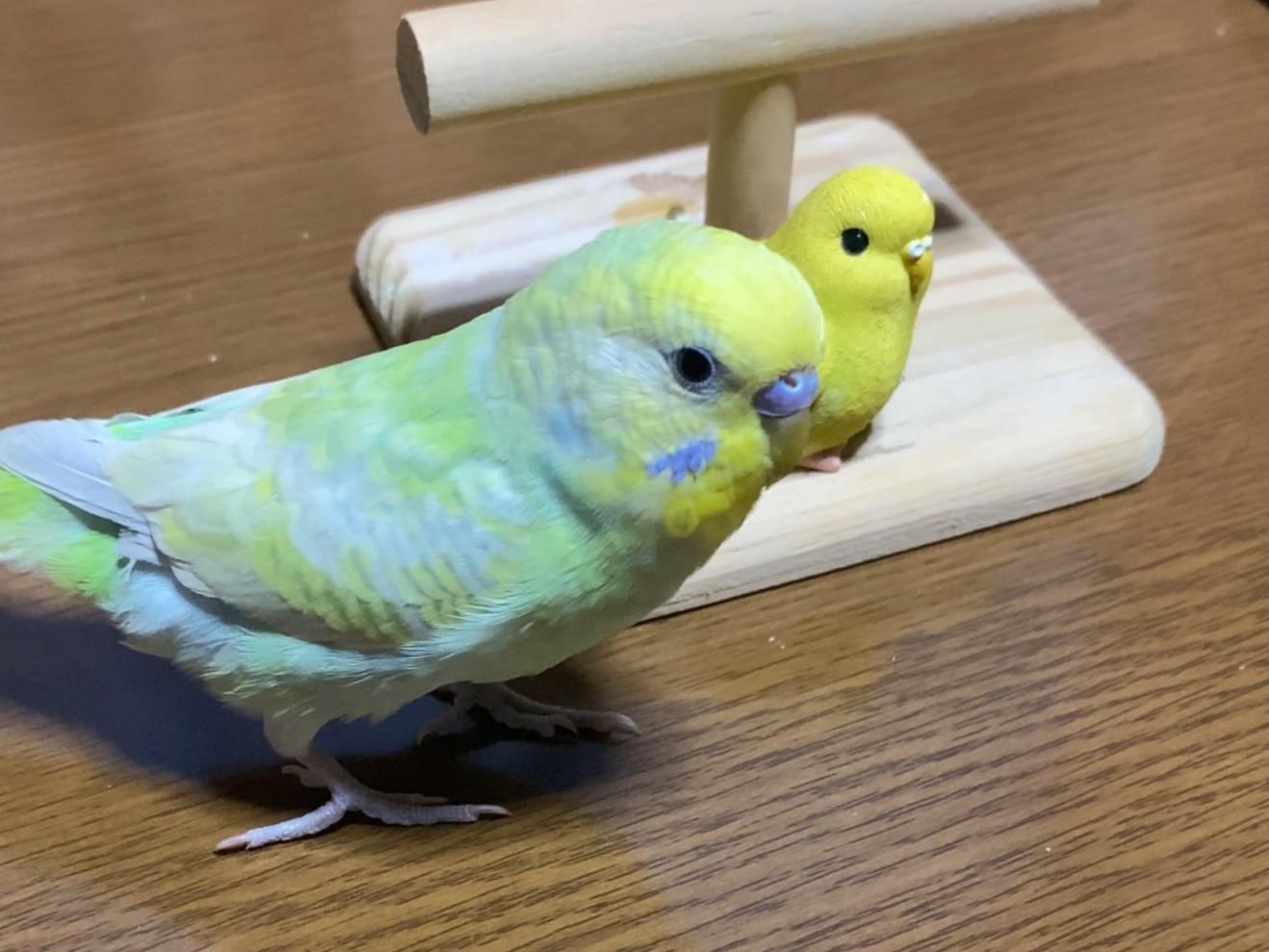 ピーちゃん ピーちゃん