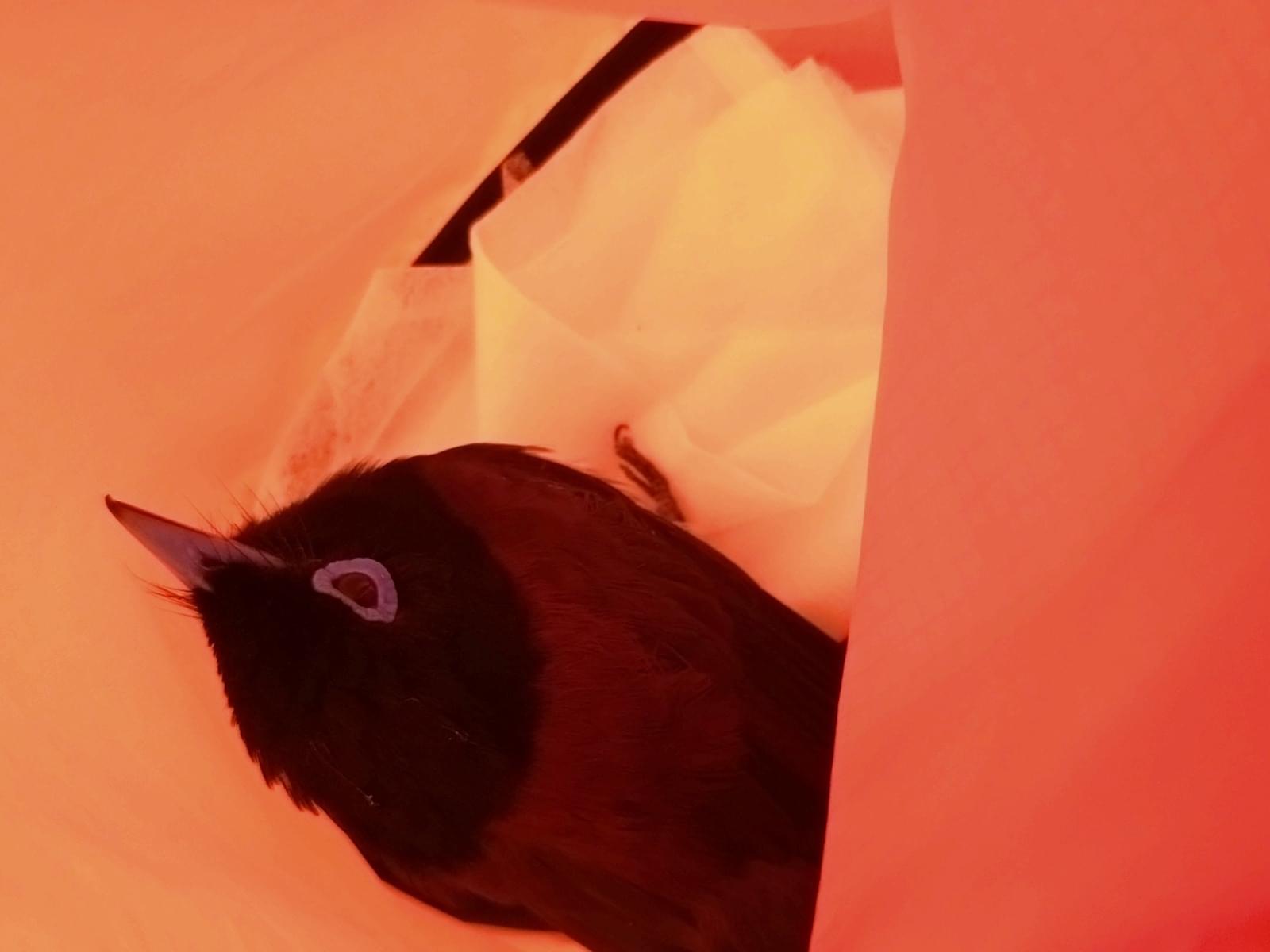 保護された鳥 保護された鳥